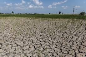 صد در صد محصولات کشاورزی ام به دلیل خشکسالی نابود شد / هیچ خسارتی دریافت نکرده ایم