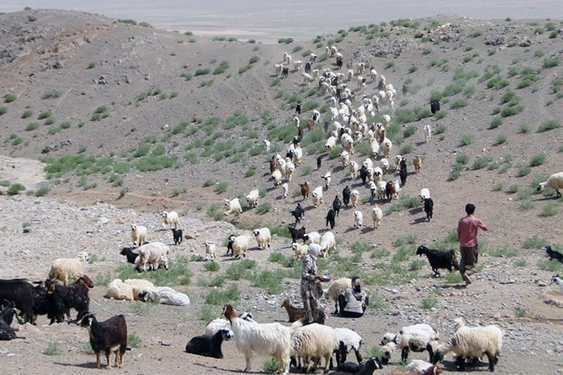مدیرکل امورعشایرسیستان و بلوچستان: 78میلیارد ریال برای کاهش اثرات خشکسالی مورد نیاز است