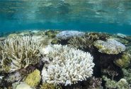 پایش وضعیت سلامت مرجان های خلیج چابهار توسط غواصان محیط زیست انجام شد