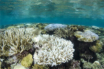 پایش وضعیت سلامت مرجان های خلیج چابهار توسط غواصان محیط زیست انجام شد