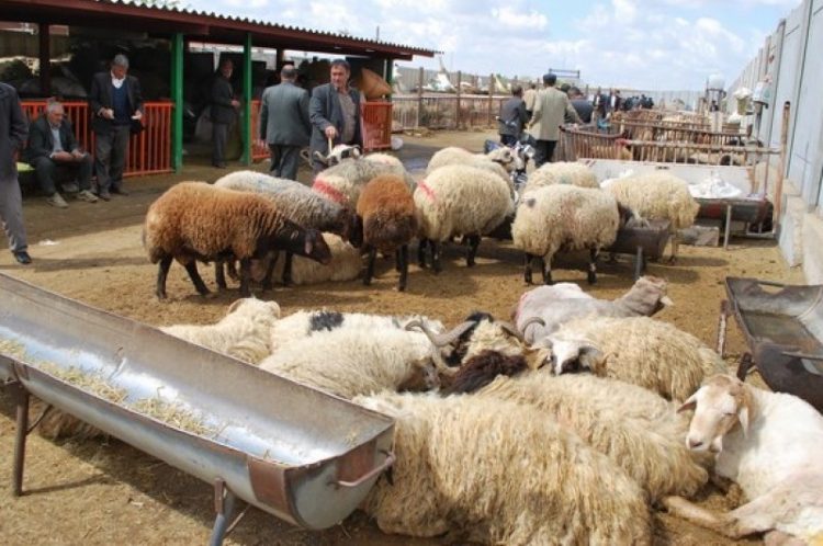 مجوز حمل دام سبک زنده از سیستان صادر شد.