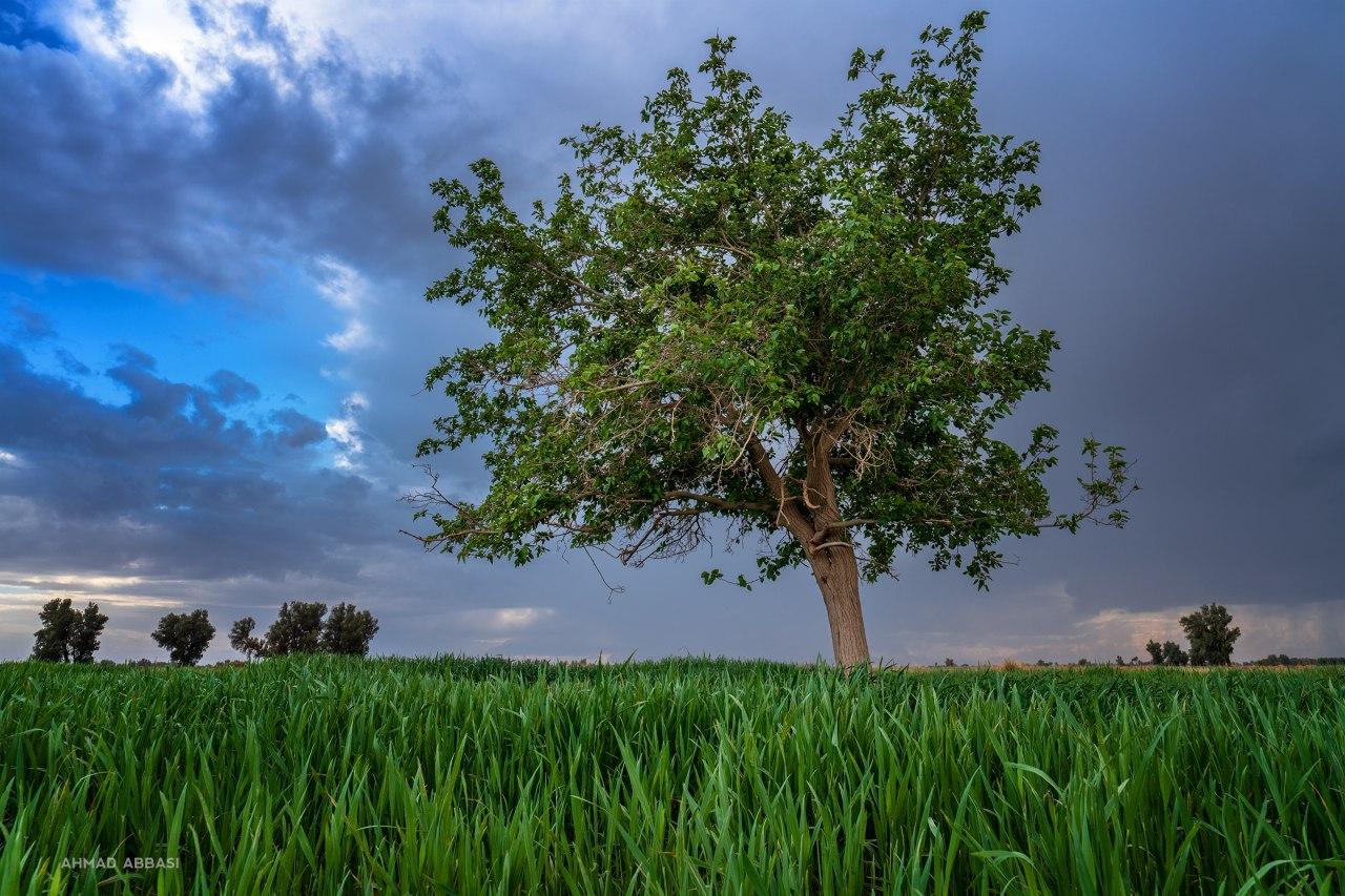 بهار ۹۹ سیستان  عکس از احمد عباسی